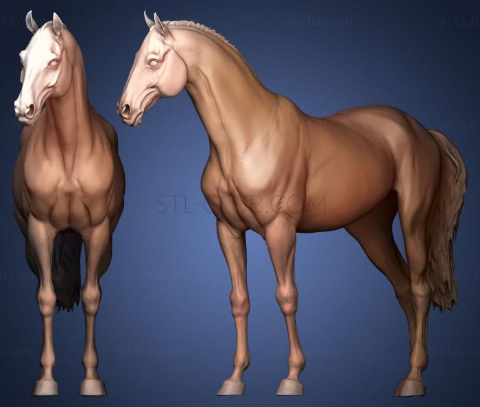 3D model Horse 3D Sculpting (STL)